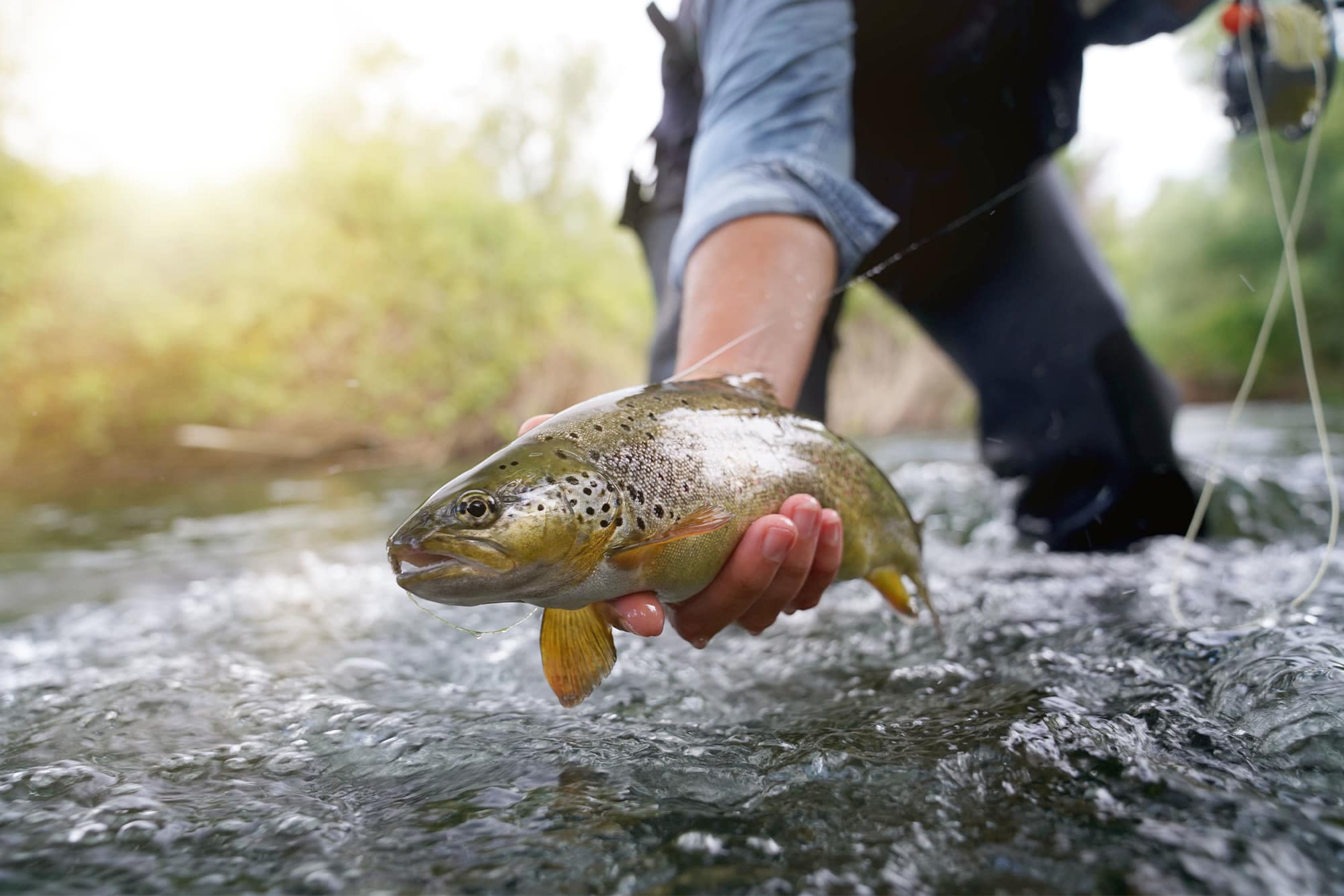 Trout Fishing Basics Guide 1