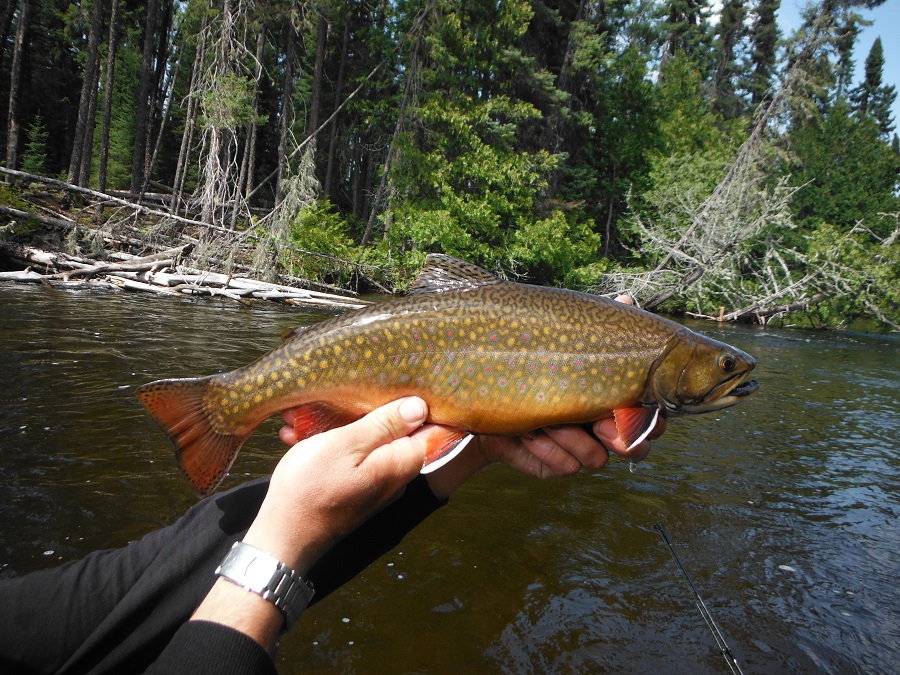 esnagami brookie small 1