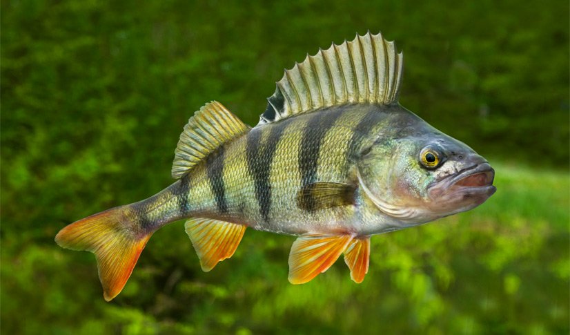 perch 1